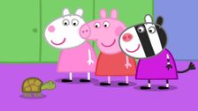 S4 E29: Doctor Hamster's Tortoise