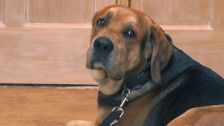S1 E7: The Dog Academy