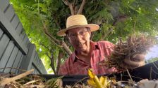 S34 E29: Gardening Australia