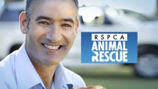 RSPCA Animal Rescue