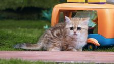 S1 E39: Mittens' Cousin