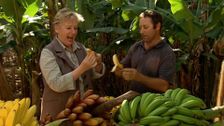 S3 E33: Bananas & Artichokes
