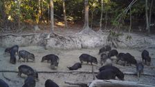 S1 E5: Jungles