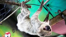 S18 E15: Animal Park