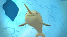 S1 E17: The Narwhal