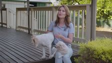 S9 E1: Pooches at Play