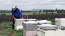 S1 E4: Bee Future