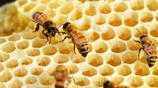 Bee Cause