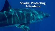 Sharks: Protecting A Predator