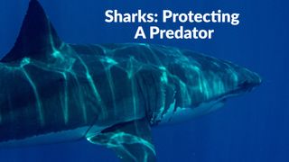 Sharks: Protecting A Predator