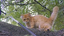 S1 E7: Animal Tales