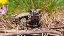S3 E13: Baby Animal Missions: Andy and the Baby European Pond Turtle