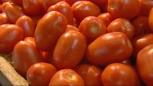 S2 E5: Too Many Tomatoes