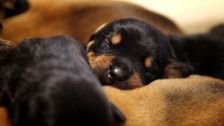 S2 E8: Paul O'Grady: For the Love of Dogs