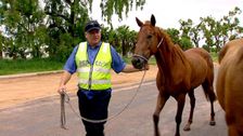 S2 E11: RSPCA Animal Rescue