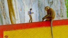 S2 E14: Andy and the Long-Tailed Macaques