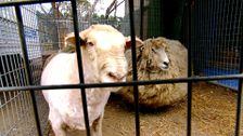 S1 E1: RSPCA Animal Rescue