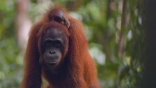 S1 E3: Orangutans