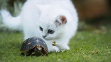 S1 E28: Tortoise Scare