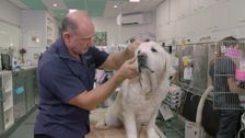 S10 E6: Pooches at Play