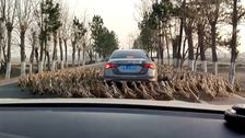 S6 E3: Caught on Dashcam