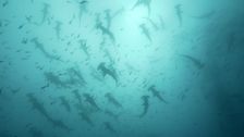 S1 E6: Cocos Island