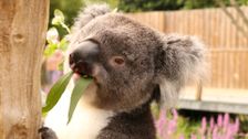 S18 E3: Animal Park