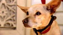 S2 E12: RSPCA Animal Rescue