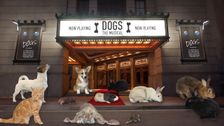 S2 E39: Dogs: The Musical