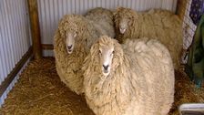 S2 E21: RSPCA Animal Rescue