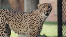 S4 E1: A Cheetah's Greatest Race