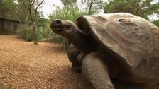 S4 E10: 61-Year-Old Galapagos Turtle Is Ready for a Girlfriend