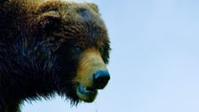 S1 E15: Andy and the Kamchatka Brown Bears