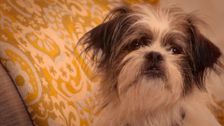 S8 E2: Paul O'Grady: For the Love of Dogs