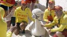 S16 E9: Bondi Rescue