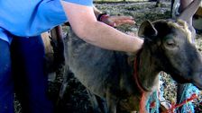 S3 E19: RSPCA Animal Rescue