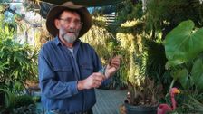 S36 E21: A Passion for Plants: Aussie Plant People