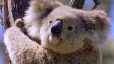 S1 E2: Koala