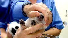 S4 E6: RSPCA Animal Rescue