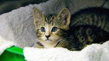 S2 E19: RSPCA Animal Rescue