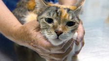S1 E3: RSPCA Animal Rescue