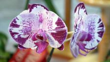 S27 E16: Orchids On Show, Wicking Garden Beds & Cold Climate Citrus