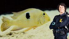 S1 E14: Andy and the Amazon Cichlid