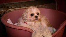 S2 E5: Paul O'Grady: For the Love of Dogs