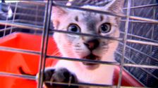 S2 E4: RSPCA Animal Rescue
