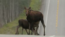 S1 E5: Cape Breton