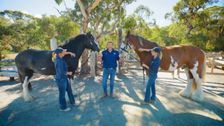 S13 E16: South Aussie With Cosi