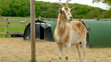 S18 E14: Animal Park