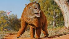 S1 E1: Diprotodon: Not a Wombat