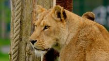 S18 E13: Animal Park